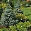 Here are 14 shrubs for shade or garden spots with full sun. Https Encrypted Tbn0 Gstatic Com Images Q Tbn And9gcrfliujbgi Atcdjenqkdj8ut6bfzsycd5pomrxcbhlxujc6ovc Usqp Cau