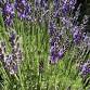 Culinary Lavender Harvest Workshop & Wine With Cottage Lunch