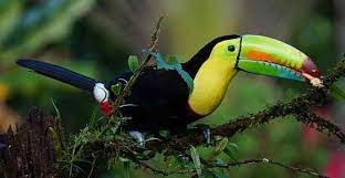 There are a lot of different animals that can be found in the tropical rainforest. Tropical Rainforest Animals And Plants With Pictures And Names
