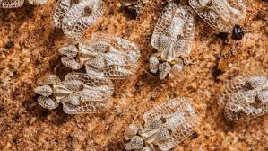 Check spelling or type a new query. Tigrul Platanului O InsectÄƒ SupÄƒrÄƒtoare De Import Entomolog Nu Se È™tie Ce DeterminÄƒ AceastÄƒ Specie SÄƒ InÈ›epe Oamenii Digi24