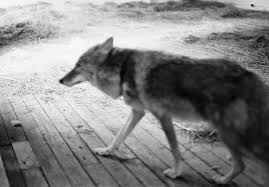 Los nativos americanos veían en el coyote la encarnación de arquetipos tales como el 'trickster', o 'pícaro divino', con el cual beuys siente una peculiar afinidad, resaltada por mark rosenthal en su texto 'joseph beuys: Joseph Beuys Coyote Photographs By Caroline Tisdall Large Glass