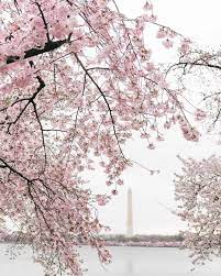 Southern Living On Instagram Can T Make It To Washington D C Too See The Cherry Blossoms In Bloom Not Spring Vibes Cherry Blossom Season Cherry Blossom Dc