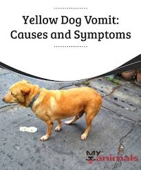 Yellow Dog Vomit Causes And Symptoms Dogs Dog Throwing Up Dog Remedies