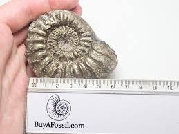 Image result for Pleioceras