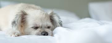 Services - Vet On Wheels