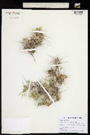 Image result for Blepharis diversispina