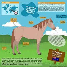 le brumby un cheval en surnombre disponible a l adoption au coeur des chevaux quarter horse races de coloriage plante pomme terre