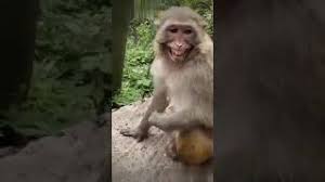 Funny Monkey Videos 2020 Funny Monkey Videos 2020 Cute Monkey Videos Funny Monkey Video Clips Baby Monkey Videos Monkey Monkeys Funny Monkey Dance Cute Monkey