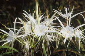 Pin On Gf Cleome Common Name The Spider Flower