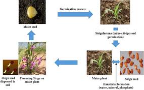 Image result for Striga chrysantha