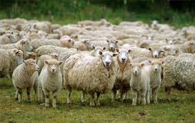 King Allen Salute The Merino Sheep