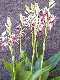 Love This Variety Of Chinese Ground Orchid Ground Orchids Orchids Bulb Flowers