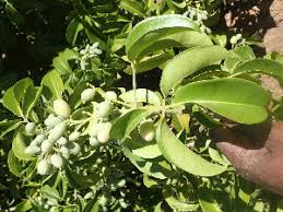 Image result for Vepris