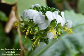 Image result for Aneilema umbrosum