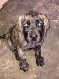 3months 45 Lbs Brindle English Mastiff English Mastiff Brindle