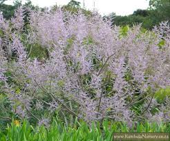 Image result for Tetradenia