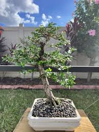 Image result for Premna senensis