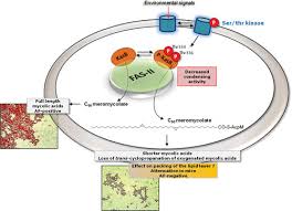 Microorganisms | Free Full-Text | Nontuberculous Mycobacteria As  Sapronoses: A Review
