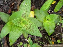 Image result for Ledebouria revoluta