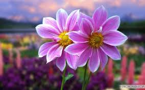 Most beautiful flower hd wallpaper image pictures and free download. Most Beautiful Wallpapers Of Flowers 1024x640 Wallpaper Teahub Io