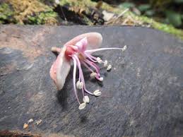 Image result for Julbernardia