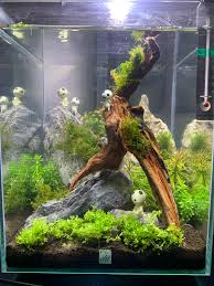 See more ideas about aquascape, nano aquarium, planted aquarium. My Princess Mononoke Themed Nano Tank Aquascape