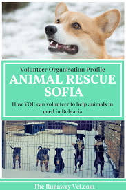 Volunteer At Animal Rescue Sofia Bulgaria Animal Rescue Animal Rescue Center Animals