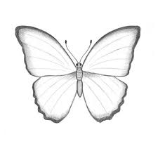 Drawing Lessons Butterfly Drawing Butterfly Sketch Easy Drawings