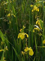 Image result for Gladiolus microspicatus