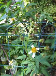 Image result for Bidens pinnatipartita