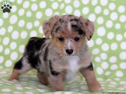 The corgi puppies for sale near me can easily comfortable in apartments, flats, or any type of living space. Be Still My Heart Corgi Mix Puppies Corgi Pembroke Welsh Corgi