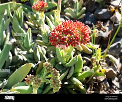 Image result for Crassula perfoliata