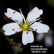 Image result for Caryophyllaceae