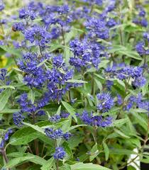 Image result for Caryopteris odorata