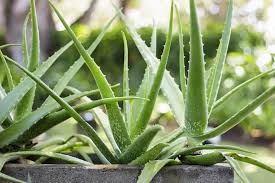 Image result for Aloe