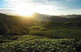 Check spelling or type a new query. Malaysia S Cameron Highlands Sipping Tea And Eating Steamboats