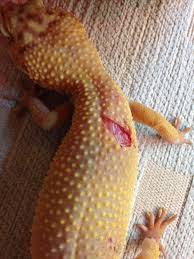 Leopard Gecko Care Injury From Fighting Leopard Gecko Care Leopard Gecko Gecko