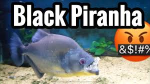 Rhom Black Piranha Feeding Aquarium Care Youtube
