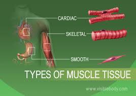 muscle tissue types learn muscular anatomy