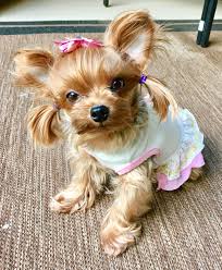 Staffordshire bull terriers, also known as staffies and stafs, can be wonderful dogs who have made loving family pets through many decades. Pin On Precious Pups