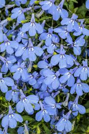 Image result for Lobelia fervens