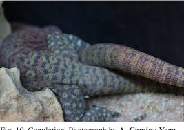 Maybe you would like to learn more about one of these? Pdf First Breeding Report Of The Pilbara Rock Monitor Varanus Pilbarensis Storr 1980 In Spain With Taxonomic Comments On The Recently Described V Hamersleyensis Maryan Et Al 2014 Semantic Scholar