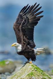 Bird With Wings Spread Out Pin On Bald Eagle