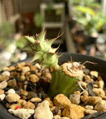 Image result for Euphorbia guerichiana