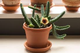 Image result for Huernia zebrina