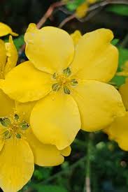 Image result for Kerria japonica