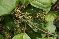 Image result for Maesa lanceolata