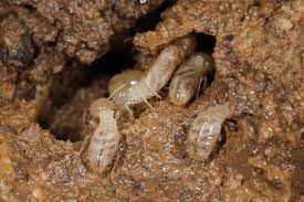 How to get rid of termites in garden soil. How To Get Rid Of Termites Naturally Dengarden