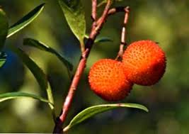 Cara merawat pohon strawberry agar cepat berbuah lebat · 1. Perawatan Pohon Strawberry Cara Menumbuhkan Pohon Stroberi Id Haenselblatt Com