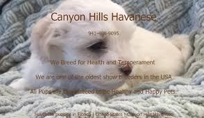 We did not find results for: Home Page Canyon Hills Havanese Canyon Hills Havanese